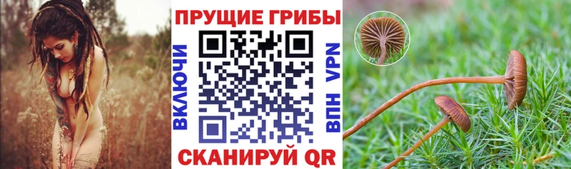где продают наркотики  Чёрмоз  Псилоцибиновые грибы Psilocybine cubensis 